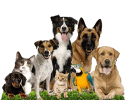 A group of dogs and cats
