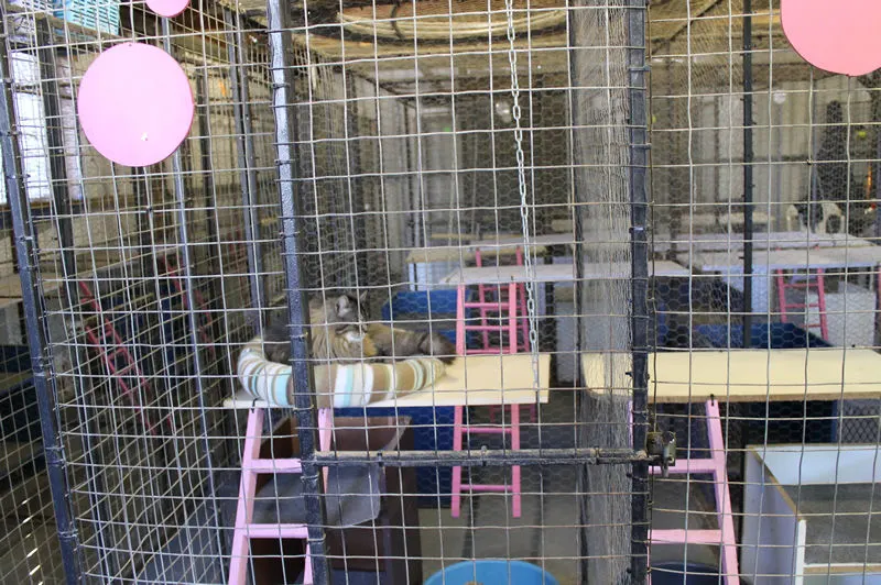 Cats snoozing away in our comfortable cattery