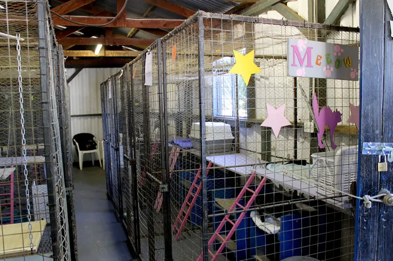 Our cat boarding facilities, equipped with toys and ladders