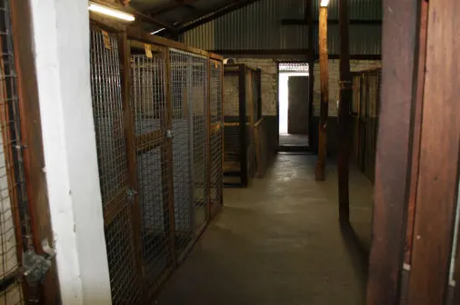 A clean kennel is the best kennel