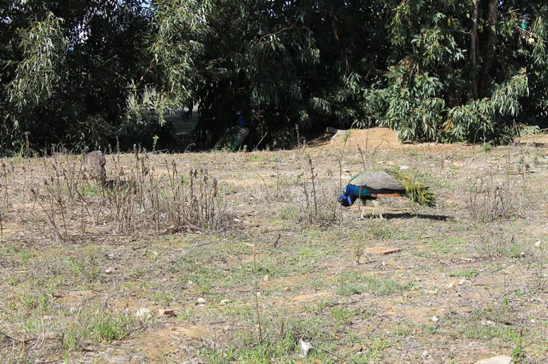 Beautiful peacocks on the farmlands