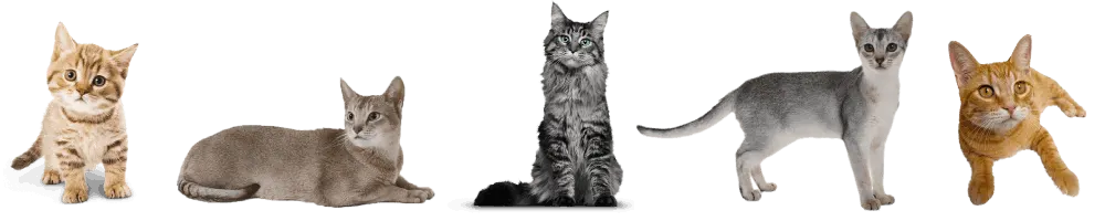 Cats who board at the NORSAH cattery