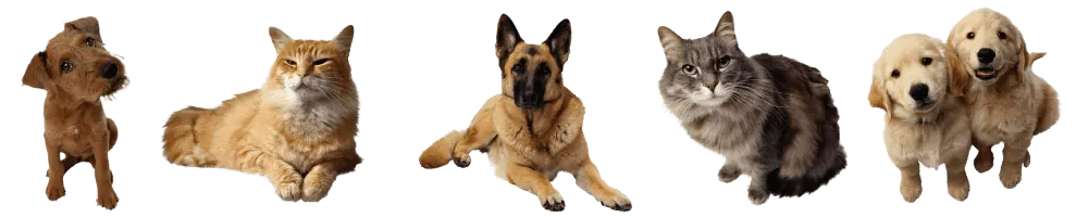 Dogs and cats who board at NORSAH