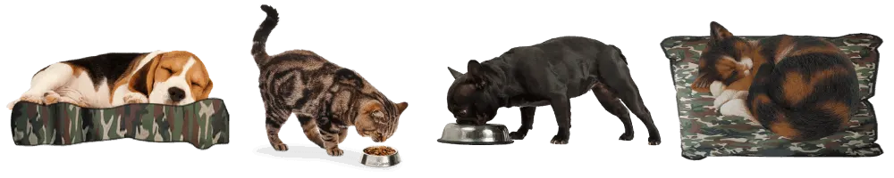 Dogs and cats